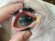 corneal ulcer