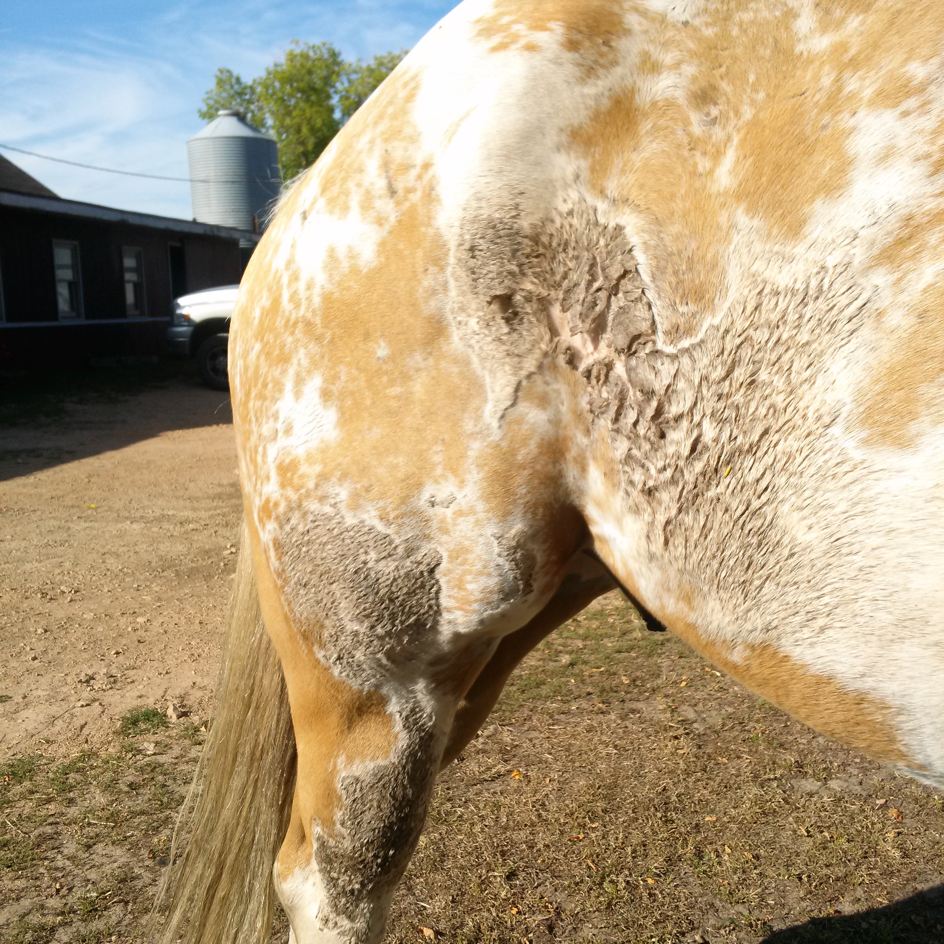 Sunburn Or Photosensitivity in Horses  